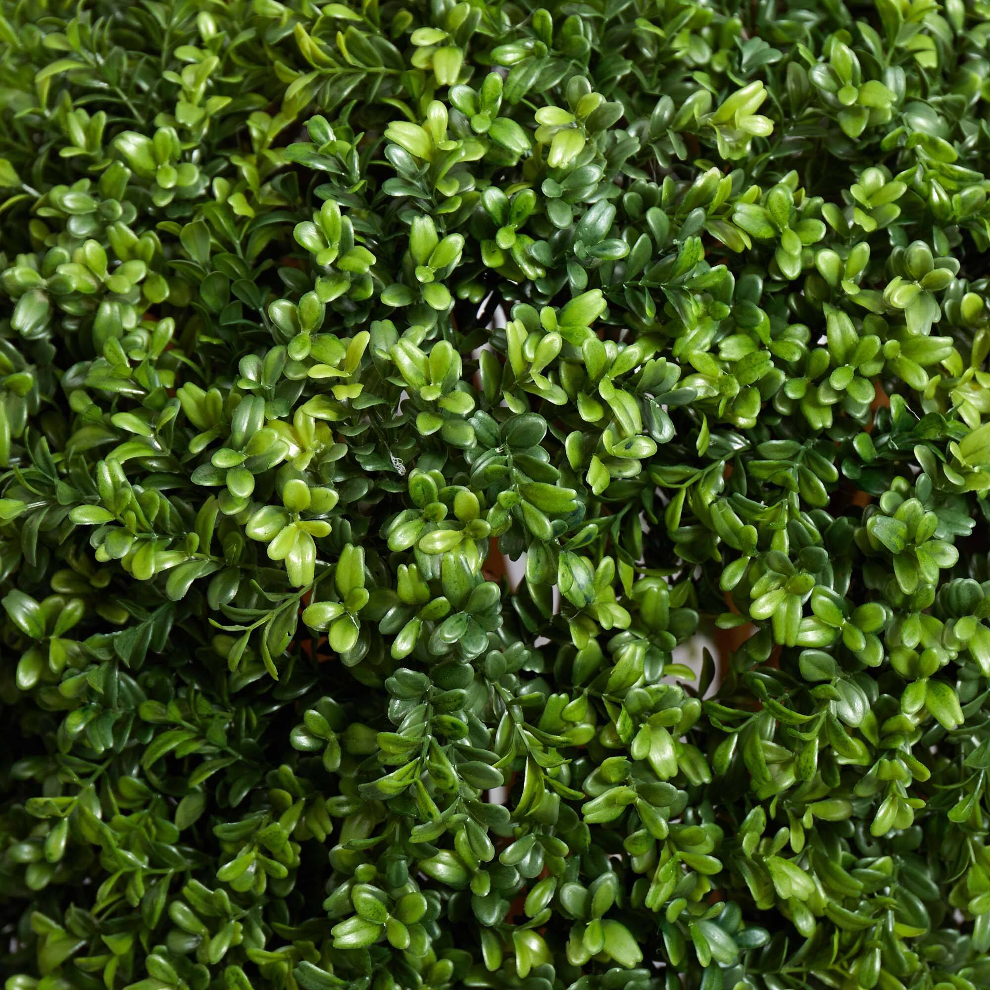 3ft. Potted Boxwood Topiary Tree
